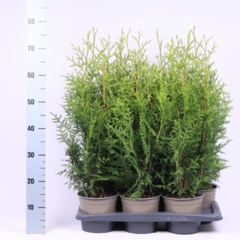 Thuja occidentalis 'Brabant'