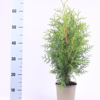 Thuja occidentalis 'Brabant'
