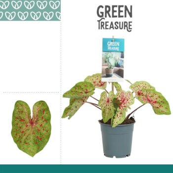 Caladium Miss Muffet