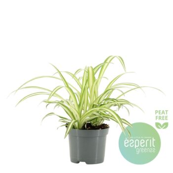 Chlorophytum Com. Vittatum