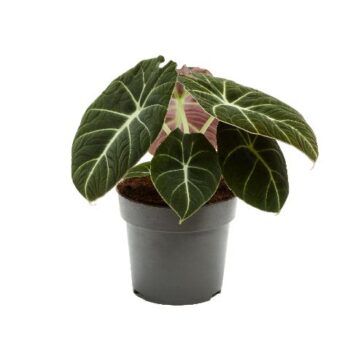 Alocasia Black Velvet
