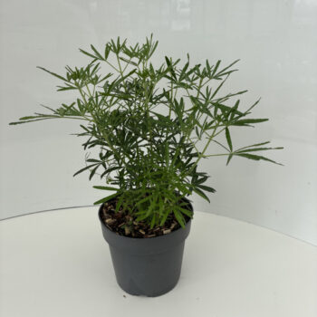 Choisya t. White Dazzler