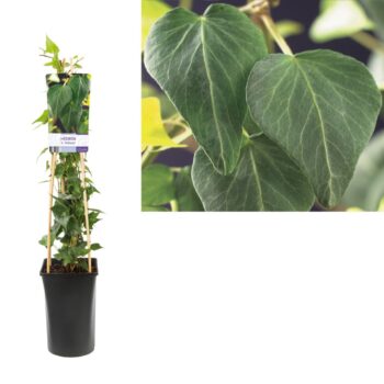 Hedera h. natasja