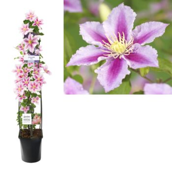 Clematis piilu