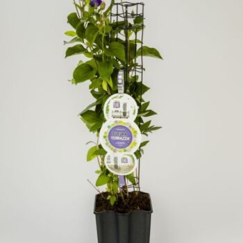 FleuraTerrazza W320 Clematis 'Arabella' +label