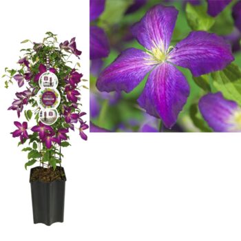 FleuraTerrazza W320 Clematis So Many® Purple Flowers PBR +label