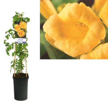 Campsis radicans flava