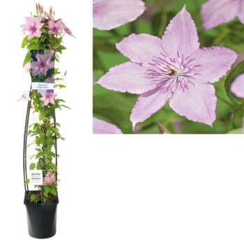 Clematis hagley hybrid