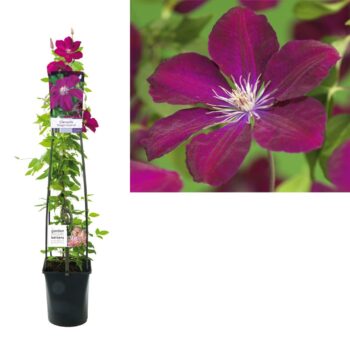 Clematis rouge cardinal