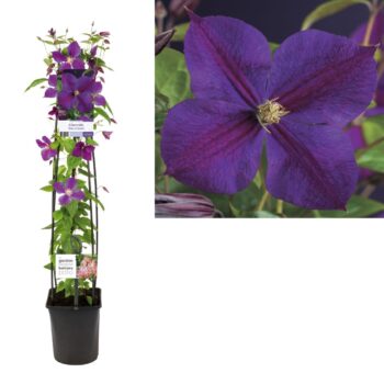 Clematis star of india