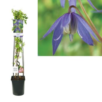 Clematis alpina
