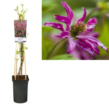 Clematis vit. 'Rosalyn