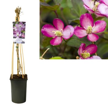 Clematis montana 'Van Gogh