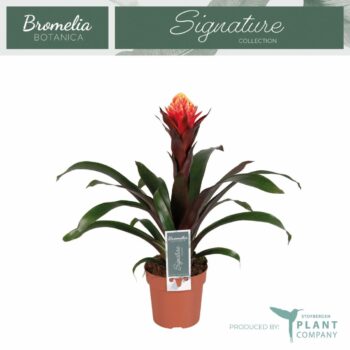Guzmania Happiness