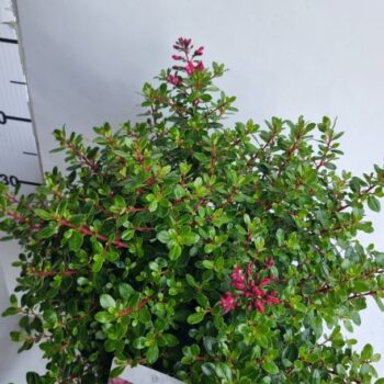 Escallonia 'Red Dream'