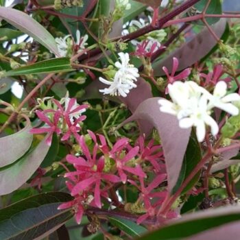 Heptacodium miconioides