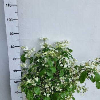 Viburnum plicatum 'Watanabe'