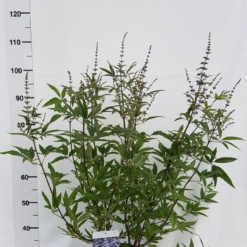 Vitex agnus-castus