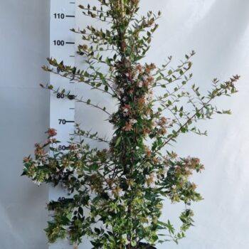 Abelia grandiflora