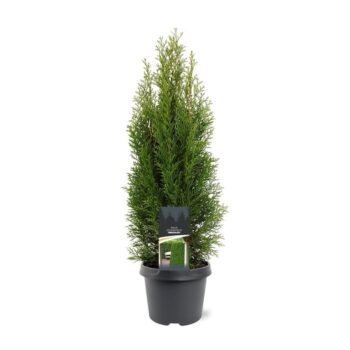 Thuja occidentalis 'Smaragd'