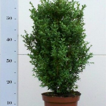 Buxus sempervirens