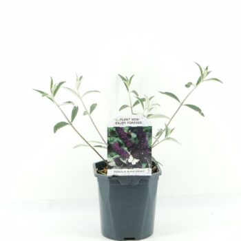 Buddleja dav. Black Knight