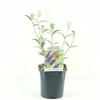 Buddleja dav. Empire Blue