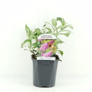 Buddleja dav. Pink Delight