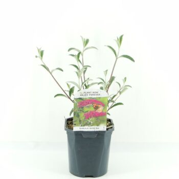 Buddleja dav. Royal Red