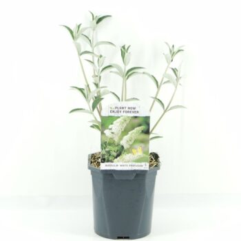 Buddleja dav. White Profusion