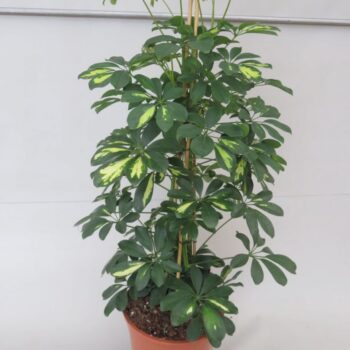 Schefflera Gold Capella
