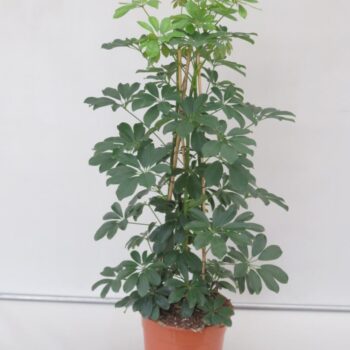Schefflera Compacta