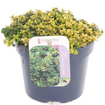 Thymus citr. Doone Valley