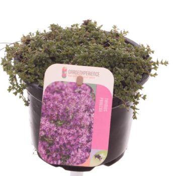 Thymus praecox Red Carpet