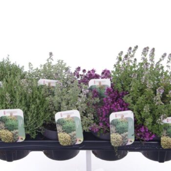Thymus mix