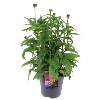 Echinacea purp. Prairie Splendor Compact Rose