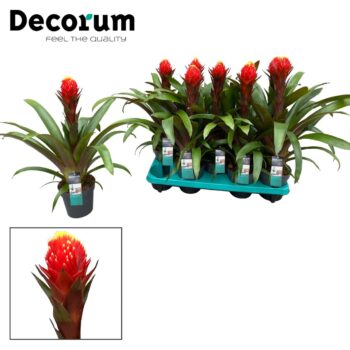 Guzmania Punta (Torch)