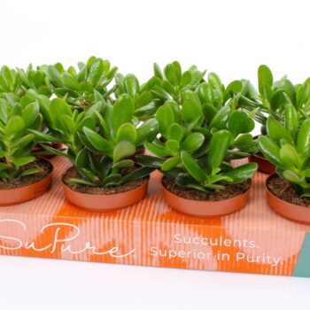 Crassula magical tree 12 WOODS