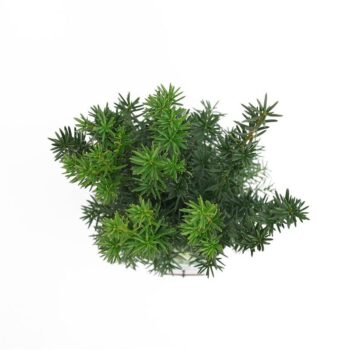 Taxus media 'Hicksii'