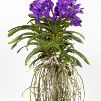 Vanda Tweed Blue Motherplant XL