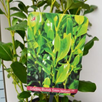 Griselina Littoralis 'Green Horizon'