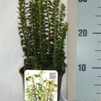 Hedera helix 'Erecta'