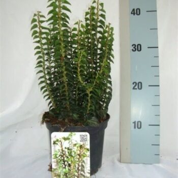 Hedera helix 'Erecta'