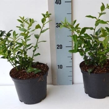 Sarcococca ruscifolia