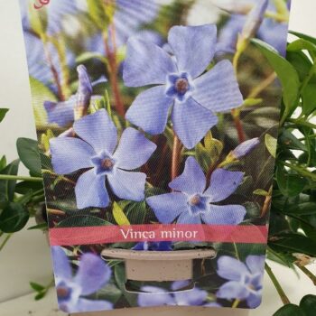 Vinca Minor