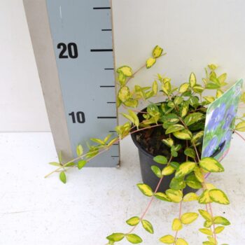 Vinca minor Illumination