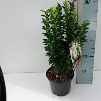Euonymus jap Paloma Blanca