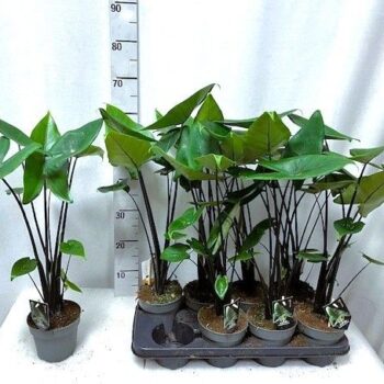 Alocasia Black Zebrina