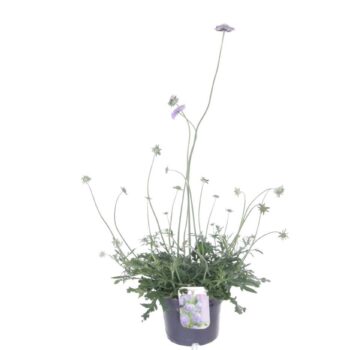 Scabiosa columbaria Butterfly Blue