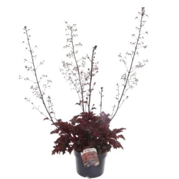 Heuchera Melting Fire